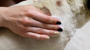 Kadın ellerinin yakın çekim bir pug, hasta köpek sırtında egzama büyük bir yara yıkar