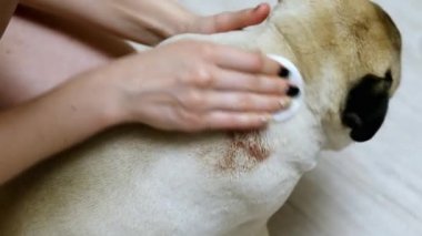 Kadın büyük bir egzama yarasını pug, hasta bir köpeğin sırtında yıkıyor.