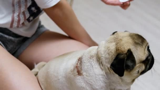 Дівчина миє велику рану екземи на спині мопса, хворого собаки — стокове відео
