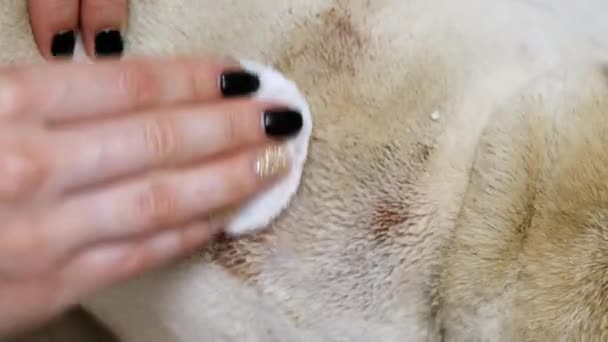 Közeli fel női kéz mossa nagy seb az ekcéma a hátán egy mopsz, beteg kutya — Stock videók