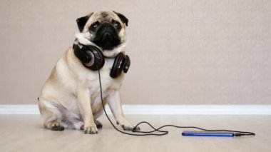 Şirin, gülünç pug köpek köpek sürpriz müzik kulaklık portresi