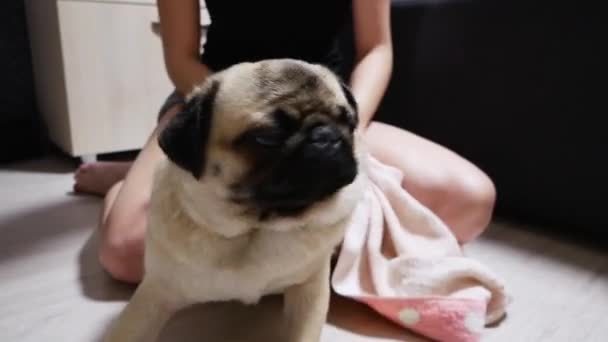 Young woman wiping a pug dog with a towel after bathing — 图库视频影像