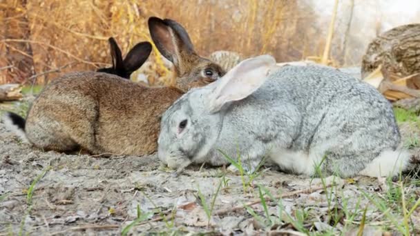 Trois lapins mignons sur une prairie dans la forêt — Video