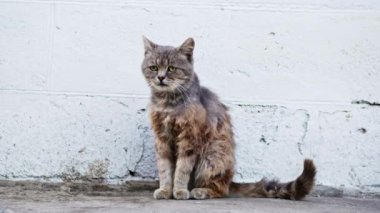 Evsiz gri kedi yünü yalıyor, hasta mutsuz ve kirli sokakta
