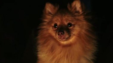 Köpek ırkı Pomeranian Spitz'in ateşe bakan portresi