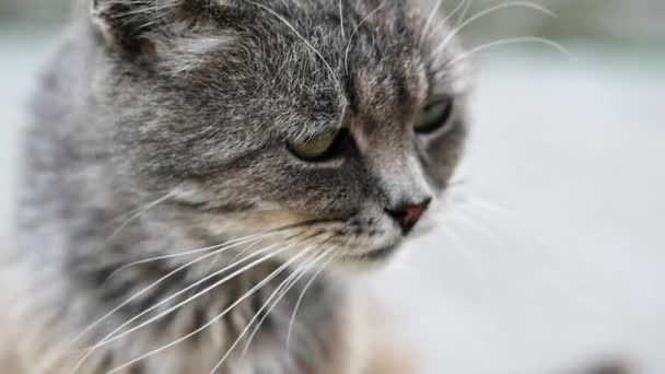 Le chat gris sans abri lèche la laine, malade malheureux et sale dans la rue 
