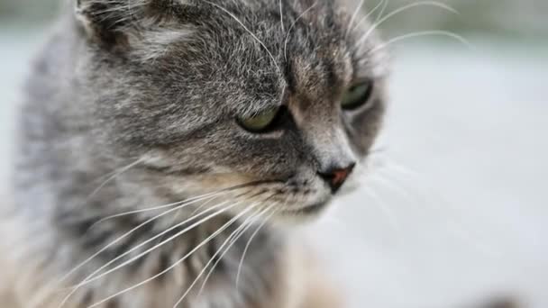 Gatto senza tetto grigio lecca lana, malato infelice e sporco per strada — Video Stock