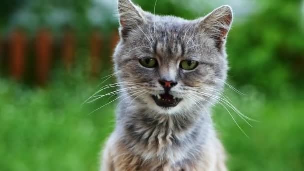 Gato gris sin hogar lame lana, enfermo infeliz y sucio en la calle — Vídeo de stock