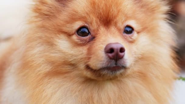 Närbild porträtt av en röd Pomeranian Spitz, ser och vänder huvudet — Stockvideo