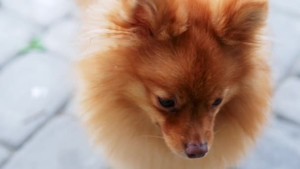 Retrato de close-up de um Spitz Pomeranian vermelho, olhando para a câmera — Vídeo de Stock