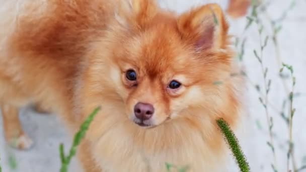 Lähikuva muotokuva punainen Pomeranian Spitz, katsoen kameraan — kuvapankkivideo