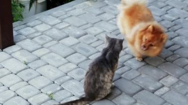 Köpek bir kediyle oynuyor. Spitz, kediyi kuyruğundan ısırmak istiyor.