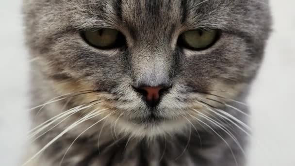 Gros plan portrait d'un beau chat de race grave regardant la caméra — Video