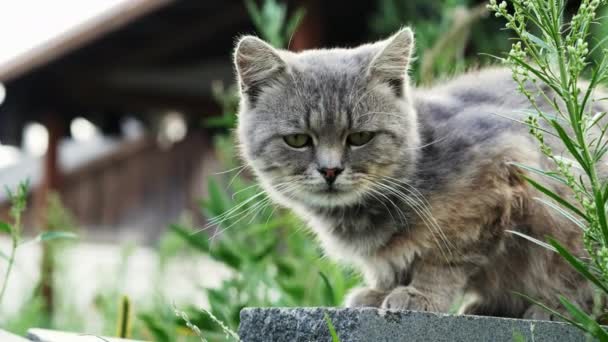 Solitário sem-teto gato sentado na rua — Vídeo de Stock