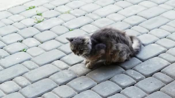 Bataille de chat en colère avec un petit chien. Spitz veut mordre le chat par la queue, animaux drôles 