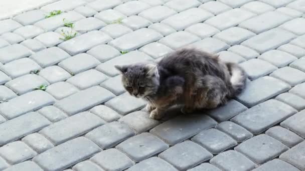 Arg katt slåss med liten hund. Spitz vill bita katten av svansen, roliga djur — Stockvideo