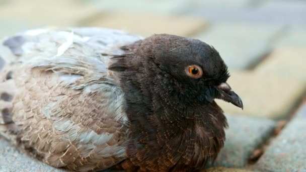 Close-up de um pombo da cidade sentado na rua — Vídeo de Stock