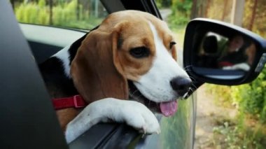 Meraklı Beagle köpek bir yolculuğa arabanın pencereden dışarı bakıyor