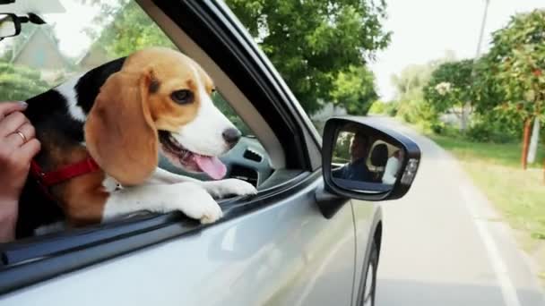 Meraklı Beagle köpek bir yolculuğa arabanın pencereden dışarı bakıyor — Stok video