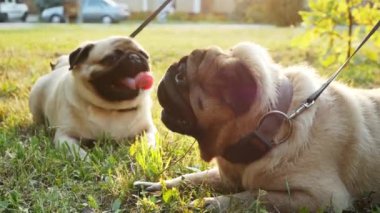 İki sevimli pug köpek akşam gün batımında çim üzerinde yalan, en iyi arkadaşlar