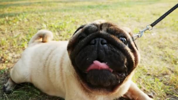 Schattige volwassen Pug Dog ligt op het gras in het stadspark bij de avond zonsondergang — Stockvideo