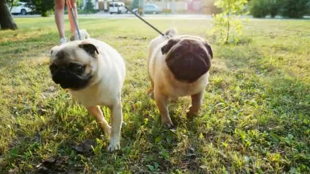 Meisje loopt twee grappige pugs op de riemen in het stadspark, de honden kijken in de camera, Gape, niezen en schudden — Stockvideo