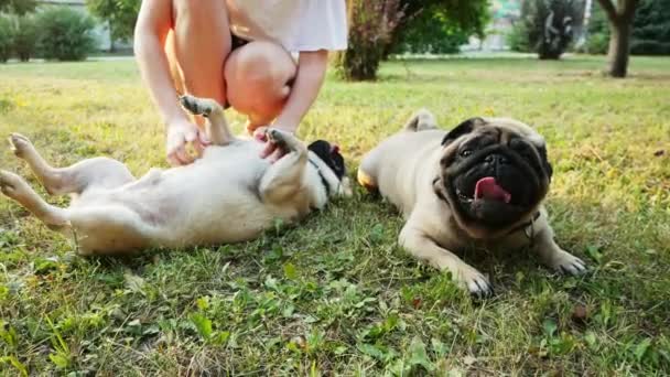 Mujer joven jugando con sus perros acariciando, arañando pug. Sentado en el césped en el parque al atardecer — Vídeo de stock