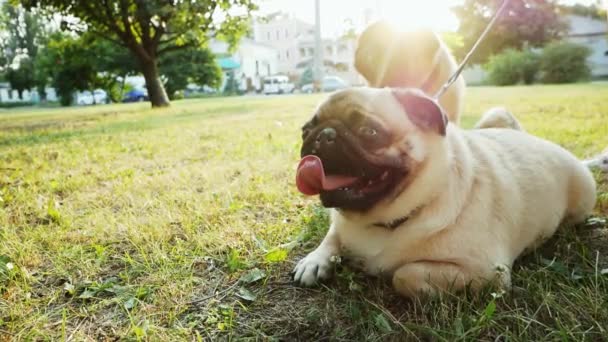 Zwei süße Mops-Hunde im Park auf der Liegewiese im Park bei Sonnenuntergang, beste Freunde — Stockvideo