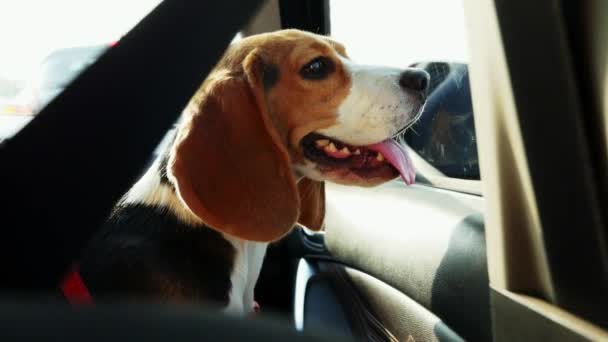 Bonito cão beagle sentado no carro e olha para a janela em uma viagem — Vídeo de Stock