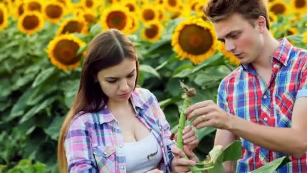 Due contadini ispezionano radice, uomo e donna nella sfera agraria, parlando in un campo di girasoli — Video Stock