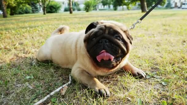 Забавна товста мопсова собака лежить на траві в міському парку на вечірньому заході сонця — стокове відео