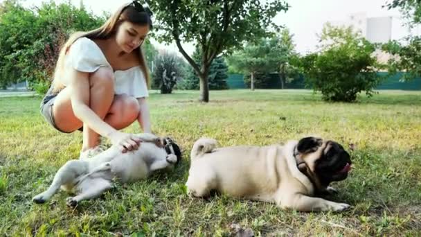 Genç kadın köpekleri ile oynuyor okşayarak, pug kaşıyan. Gün batımında parkta çimenlikte oturmak — Stok video