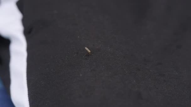 蚊子通过衣服吸人血，人杀死一只咬人 — 图库视频影像