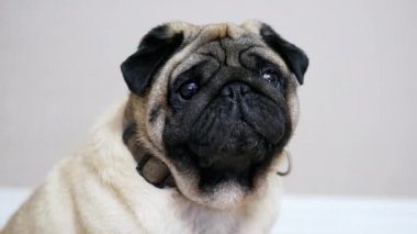 Bir üzgün ve şişman pug Portresi, komik köpek odada oturuyor, yorgun ve tembel esneme