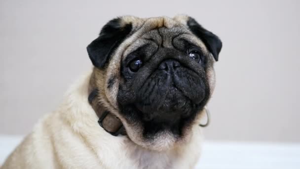 Portrait of a sad and fat pug, funny dog is sitting in the room, yawns tired and lazy — Stock Video