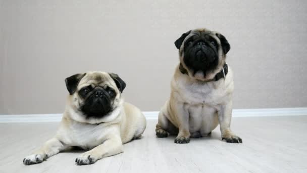 Две смешные собаки-мопсы сидят и лежат на полу в комнате, изолированной на белом фоне, собаки лучшие друзья — стоковое видео