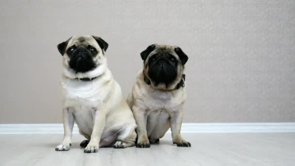 Две симпатичные собаки-мопсы, сидящие на полу в комнате, изолированной на белом фоне, лучшие друзья собаки — стоковое видео