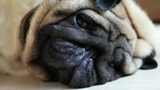 Close-up retrato de cachorro bonito tentando dormir em casa, descansando depois de uma caminhada, cansado e preguiçoso — Vídeo de Stock