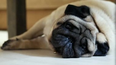 Üzgün pug köpek evde uyumaya çalışıyor, bir yürüyüşten sonra dinlenme, yorgun ve tembel