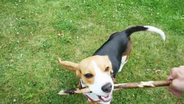POV shot: gelukkige beagle hond spelen met houten stok tijdens de avondwandeling. Hondentraining — Stockvideo
