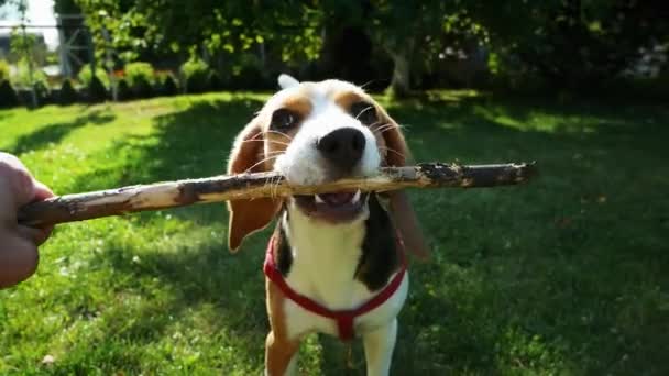 POV shot: gelukkige beagle hond spelen met houten stok op zonsondergang. Hondentraining — Stockvideo