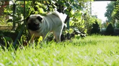 Komik pug köpek toprakları işaretler ve bir çalı altında pissing, zemin satır