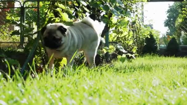 Il cane di carlino divertente segna il territorio e fila la terra, pisciando sotto un cespuglio — Video Stock