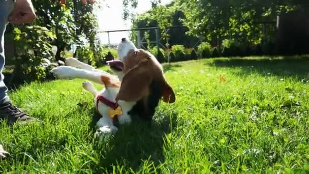 Adam bir çayırda köpeği ile oynar, neşeli bir beagle sırt ve ısırıklar, parkta bir yürüyüş yatıyor — Stok video