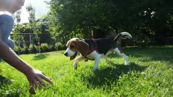 Człowiek gra z psem na łące, zabawny Beagle skoki i gryzie, spacer w parku — Wideo stockowe