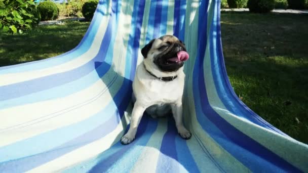 Grappige Pug Dog rusten en zwaaien in een hangmat, zittend en zonnebaden in de zon — Stockvideo