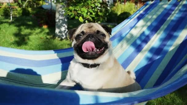 Lindo cachorro de perro descansando y balanceándose en una hamaca, sentado y tomando el sol — Vídeos de Stock