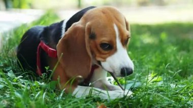 Gün batımında parkta çimenlerin üzerinde yatarken sevimli beagle köpek kemiren ahşap sopa