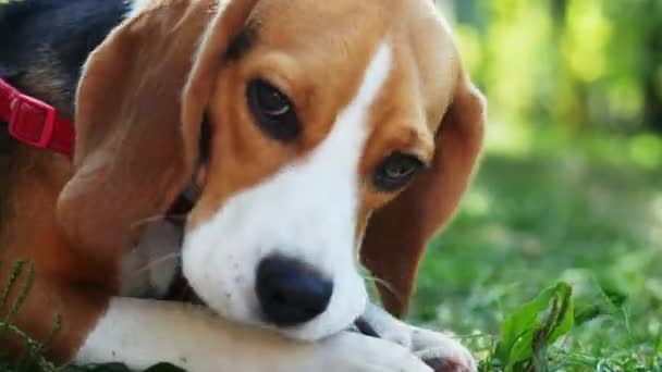 Gün batımında parkta çimenlerin üzerinde yatarken sevimli beagle köpek kemiren ahşap çubuk yakın çekimde — Stok video