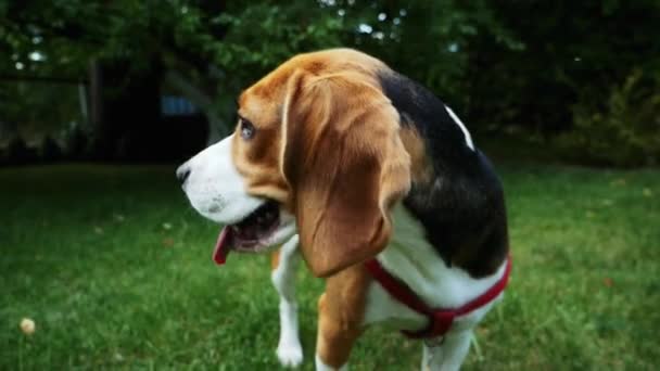 Cute beagle dog portrait, stay on the grass in the park — Stock Video